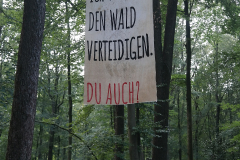 Transparent, das im Osterholz hing und vorher bereits im Danneröder Forst zu sehen war.