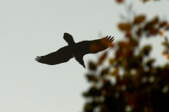 Kolkrabe zieht über das Osterholz