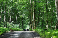 Waldspaziergang am 2. August 2021.