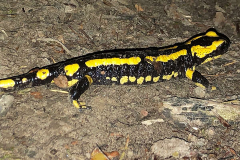 Feuersalamander