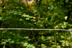 Auch dieser Wald müsste dann für das Kalkabbaugebiet weichen.    Hier sollte daran erinnert werden, dass der Steinbruch nur noch für ca. 25 Jahre Kalk liefert.